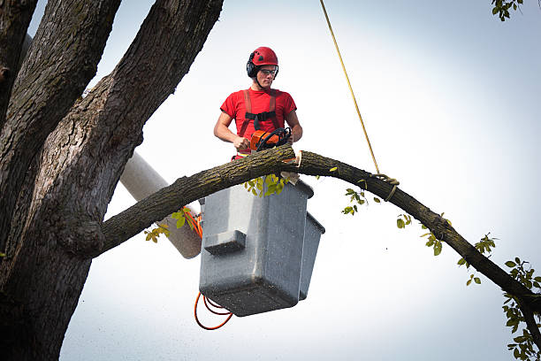 Tree Removal